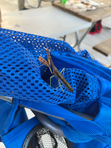 Carolina Mantis