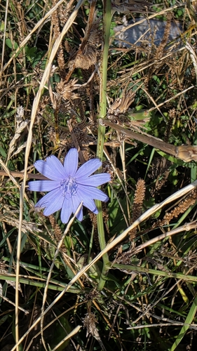 chicory