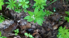 Galium odoratum