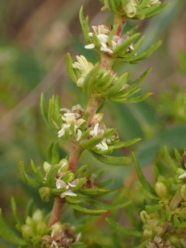 Anthospermum aethiopicum