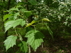 Crataegus coccinea