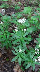 Galium odoratum