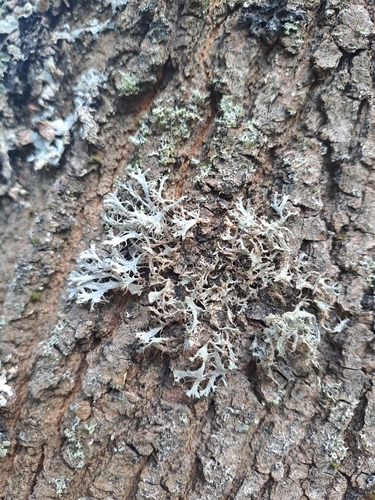 Great Ciliated Lichen