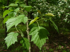 Crataegus coccinea