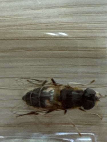 Tapered Drone Fly
