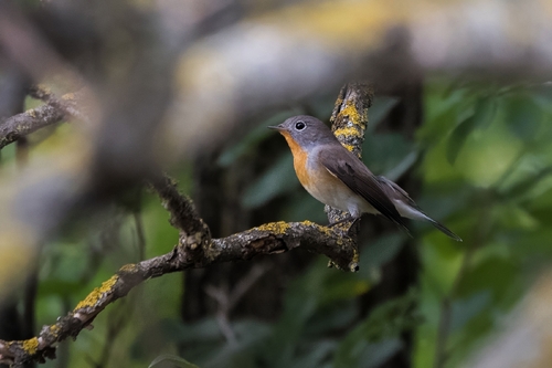 Red-breasted Flycatcher