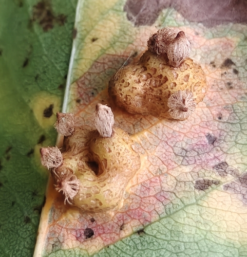 Pear Rust