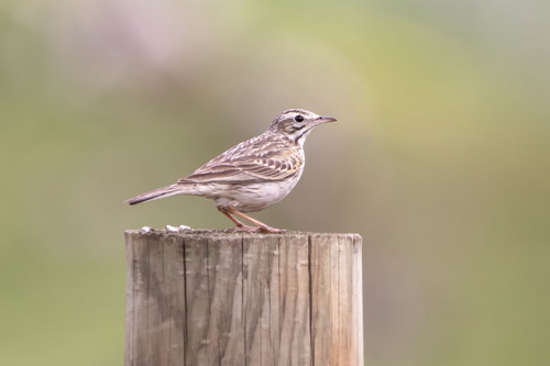 Australian Pipit