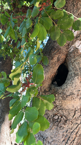 carob tree
