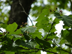 Crataegus coccinea