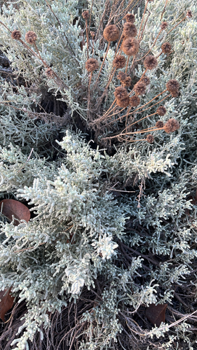 Lavender-cotton