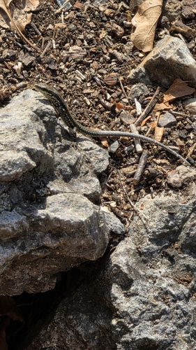 Common Wall Lizard
