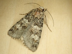 Drasteria sabulosa
