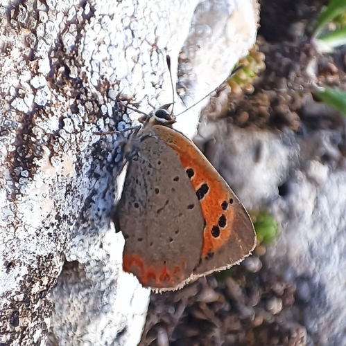 Small Copper