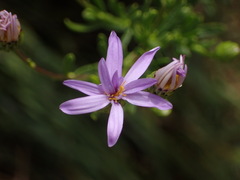 Felicia fruticosa