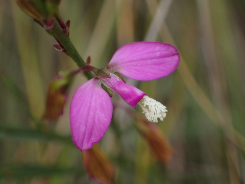 Polygala garcini, photograph 1