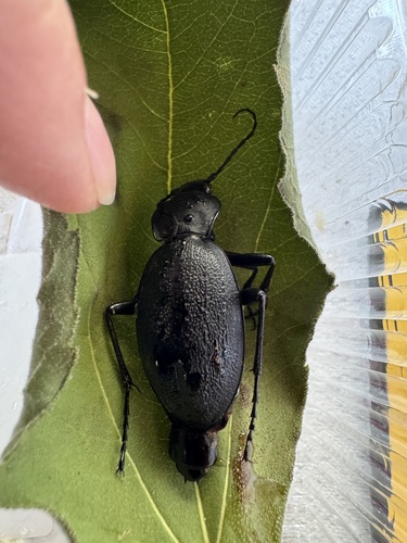 Leather Beetle