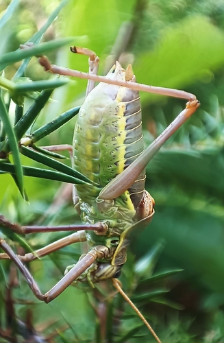 Saddle-backed Bush Cricket