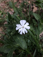 Behenantha