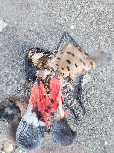 Spotted Lanternfly