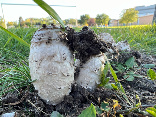 Shaggy Mane