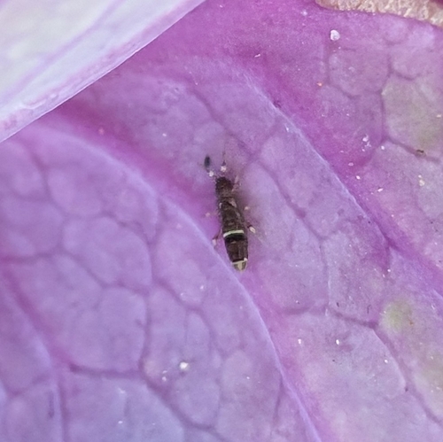 Belted Springtail