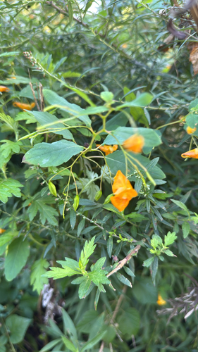 common jewelweed