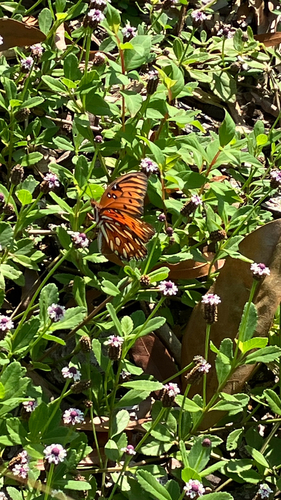 Gulf Fritillary