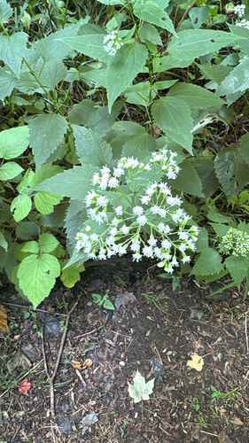 white snakeroot