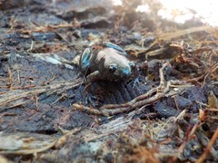 Chiasmocleis ventrimaculata