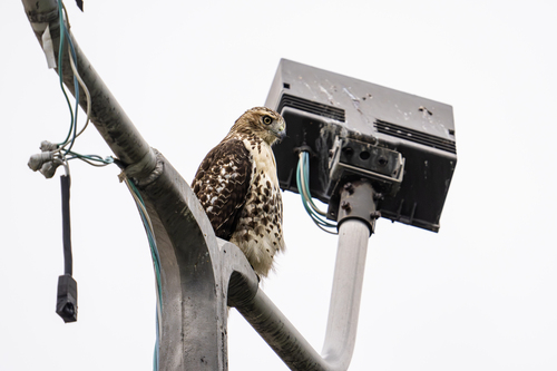 Red-tailed Hawk