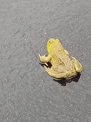 American Bullfrog