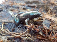 Chiasmocleis ventrimaculata