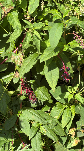 American pokeweed