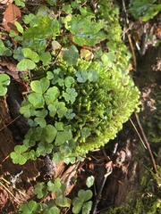 Oxalis montana, photograph (c) Micki Colbeck, some rights reserved (CC BY)