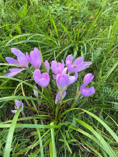 Autumn Crocus