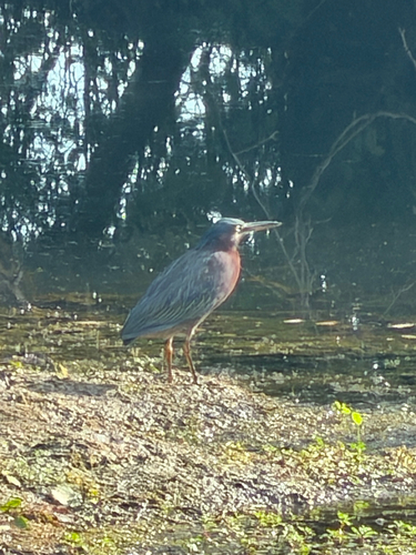 Green Heron