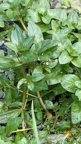 blue water-speedwell