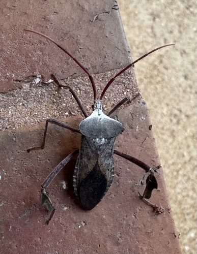 Giant leaf-footed bug