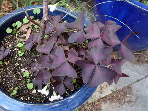 false shamrock