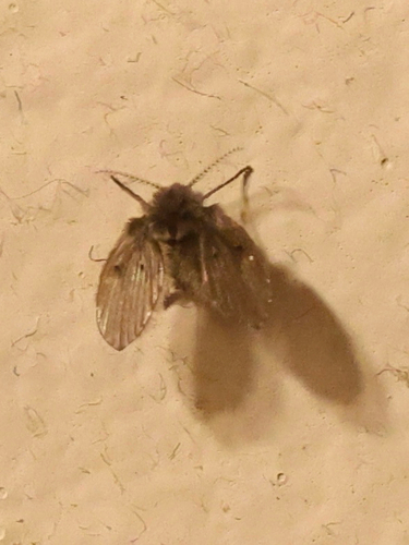 Bathroom Moth Fly