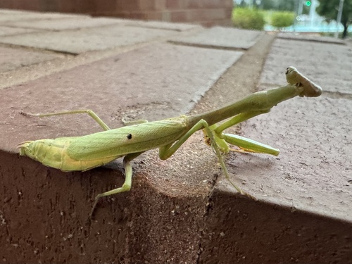 Carolina Mantis
