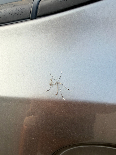 Eastern Phantom Crane Fly