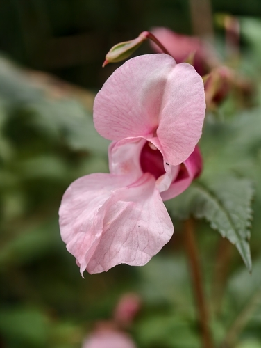 Himalayan balsam