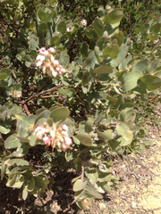 Arctostaphylos auriculata