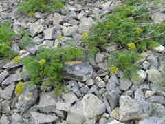 Lomatium grayi