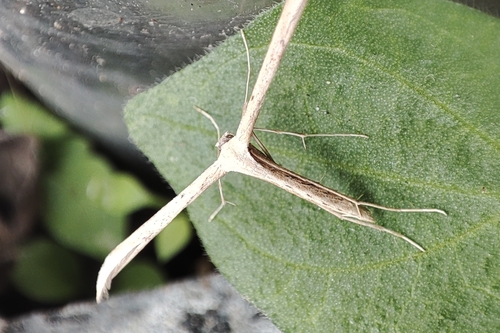Morning-glory Plume Moth