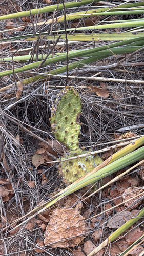 prairie pricklypear