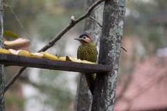 Colaptes melanochloros