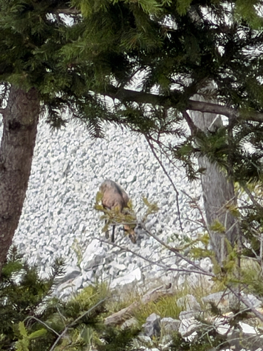 Northern Chamois